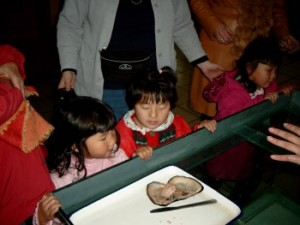 Cecilia, Yanmei and Melanie look at pearls in the newly opened shell