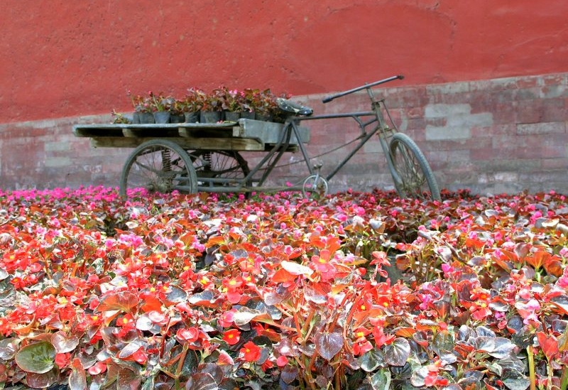 Bike and begonia in the Park of the Workers Cultural Palace