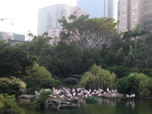 Flamingo's in Kowloon Park