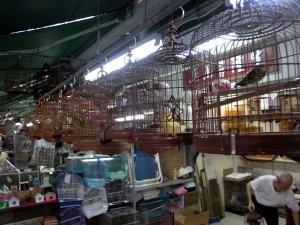 The Bird Market